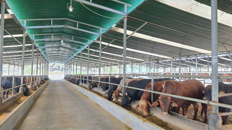 Trang trại nuôi bò của Công ty cổ phần Diên Hồng Gia Lai. Ảnh: Lê Nam