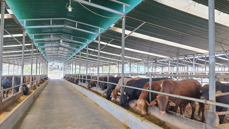 Trang trại nuôi bò của Công ty cổ phần Diên Hồng Gia Lai. Ảnh: Lê Nam