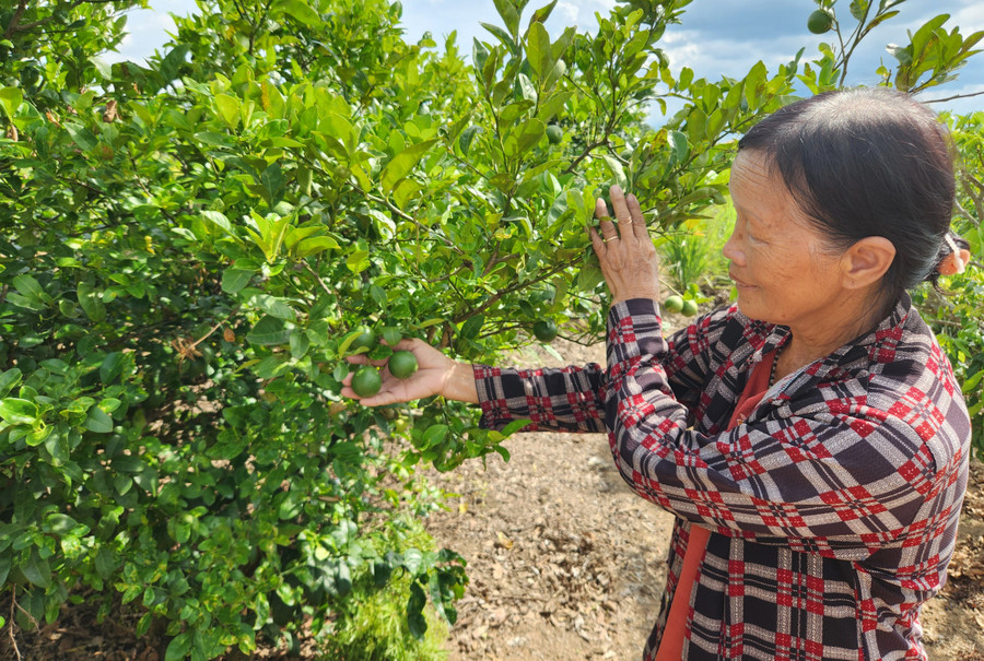 Vườn chanh tứ quý của gia đình bà Nguyễn Thị An (thôn Tân Hiệp, xã Tân An, huyện Đak Pơ) cho thu nhập ổn định. Ảnh: Nguyễn Quang Vườn chanh tứ quý của gia đình bà Nguyễn Thị An (thôn Tân Hiệp, xã Tân An, huyện Đak Pơ) cho thu nhập ổn định. Ảnh: Nguyễn Quang