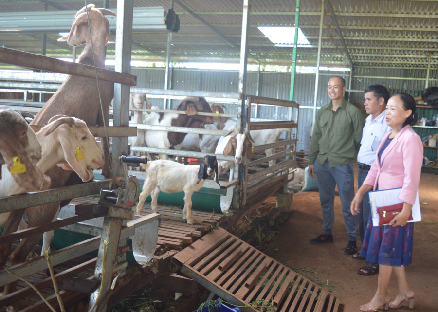 Cấp ủy Chi bộ tổ dân phố 7 (thị trấn Ia Kha) tham quan mô hình chăn nuôi dê của gia đình anh Phạm Phú Vũ. Ảnh: Phương Dung Cấp ủy Chi bộ tổ dân phố 7 (thị trấn Ia Kha) tham quan mô hình chăn nuôi dê của gia đình anh Phạm Phú Vũ. Ảnh: Phương Dung