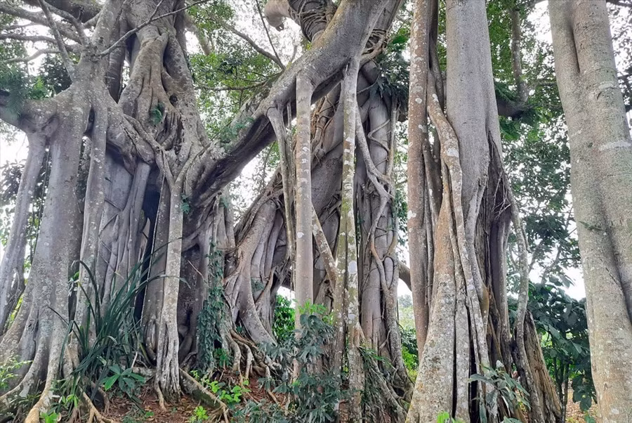 Thân cây đa di sản có hình dáng độc đáo. Ảnh: Phan Tuấn
