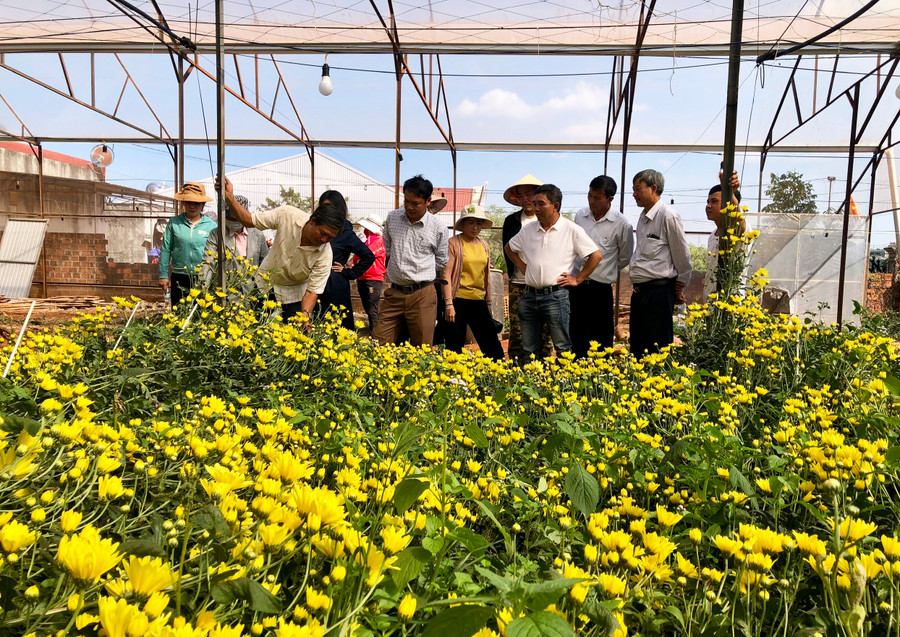 Mô hình ứng dụng công nghệ đèn led trồng hoa cúc trong nhà lồng tại xã Hneng, huyện Đak Đoa. Ảnh: Lê Nam