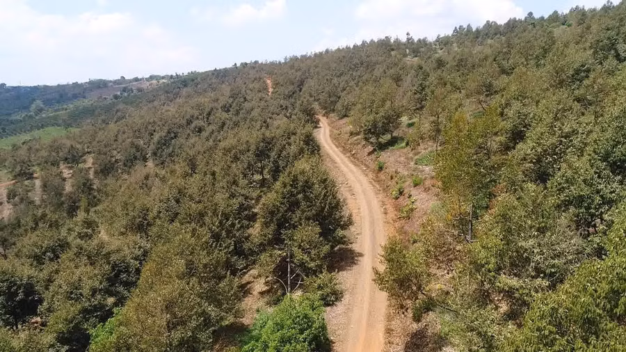 Một vườn sầu riêng quy mô lớn ở địa phương. Ảnh: Phan Tuấn