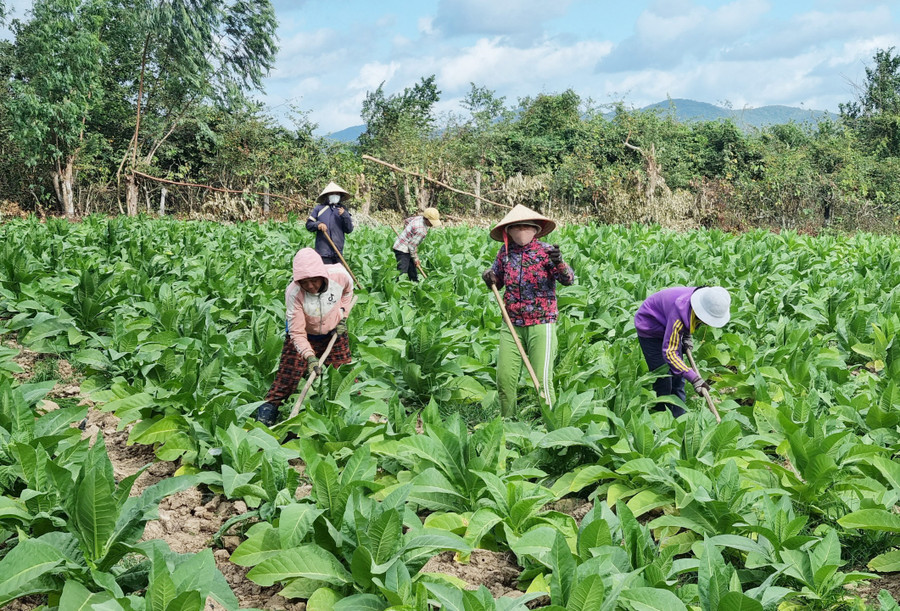 Người dân huyện Krông Pa chăm sóc ruộng thuốc lá. Ảnh: Hà Phương