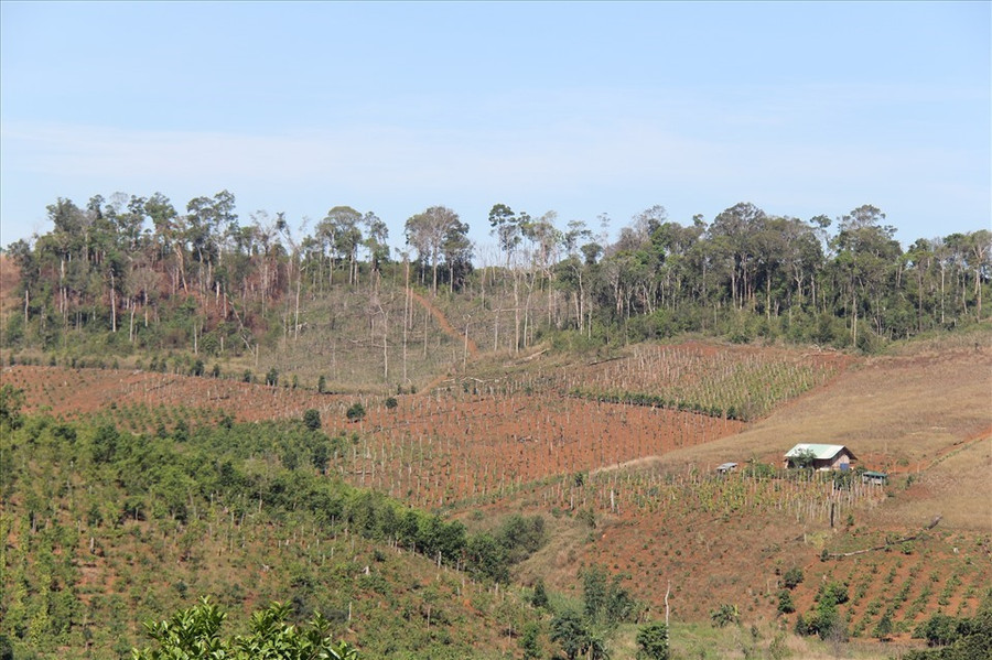 Tình trạng người dân di cư tự do đã gây ra nhiều áp lực cho tỉnh Đắk Nông trong công tác quản lý, bảo vệ rừng. Ảnh: Bảo Lâm