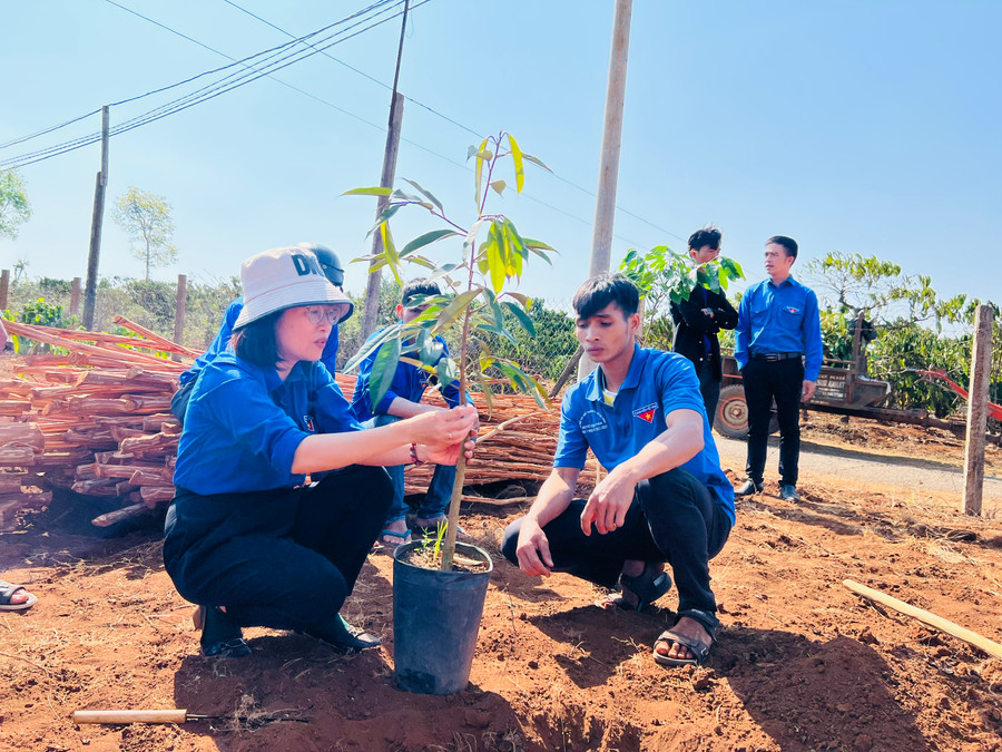 Đội trí thức trẻ tình nguyện hướng dẫn kỹ thuật trồng cây ăn quả cho anh Rơ Châm Gen (làng Bui, xã Nghĩa Hưng, huyện Chư Păh). Ảnh: Phan Lài Đội trí thức trẻ tình nguyện hướng dẫn kỹ thuật trồng cây ăn quả cho anh Rơ Châm Gen (làng Bui, xã Nghĩa Hưng, huyện Chư Păh). Ảnh: Phan Lài