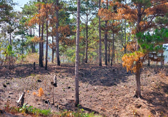 Một mảng rừng bị cháy đen thuộc lâm phần Công ty Sài Gòn - Đại Ninh trên địa bàn xã Tà Hine