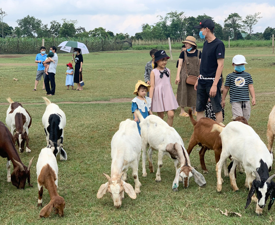Đến với thảo nguyên xanh của phố núi Pleiku, du khách vừa được trải nghiệm không gian xanh, hồ nước trong lành còn lưu lại những khoảnh khắc đáng nhớ bên bãi dê Tiên Sơn. Ảnh: Võ Thanh Thảo Đến với thảo nguyên xanh của phố núi Pleiku, du khách vừa được trải nghiệm không gian xanh, hồ nước trong lành còn lưu lại những khoảnh khắc đáng nhớ bên bãi dê Tiên Sơn. Ảnh: Võ Thanh Thảo