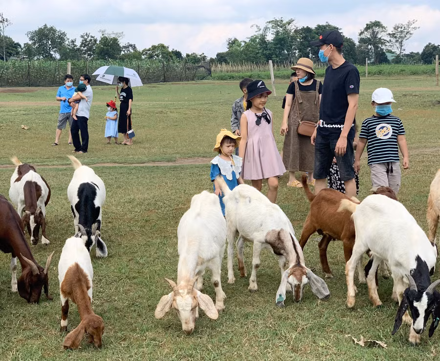 Đến với thảo nguyên xanh của phố núi Pleiku, du khách vừa được trải nghiệm không gian xanh, hồ nước trong lành còn lưu lại những khoảnh khắc đáng nhớ bên bãi dê Tiên Sơn. Ảnh: Võ Thanh Thảo