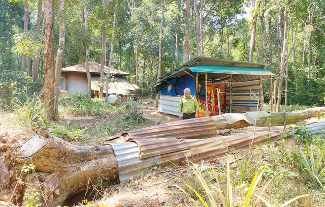Nhân viên bảo vệ rừng phải dựng chòi tạm canh gác cây trắc ngã đổ Nhân viên bảo vệ rừng phải dựng chòi tạm canh gác cây trắc ngã đổ
