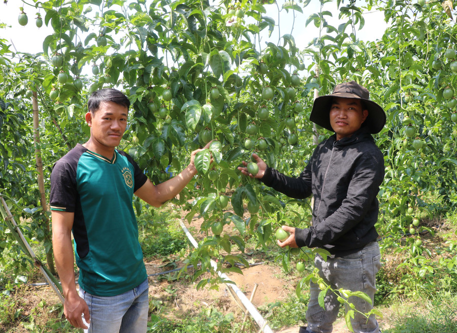 Anh Nguyễn Văn Trường (bìa phải, tổ 2, thị trấn Đak Pơ) chia sẻ kinh nghiệm trồng chanh dây cho đoàn viên, thanh niên. Ảnh: Ngọc Minh