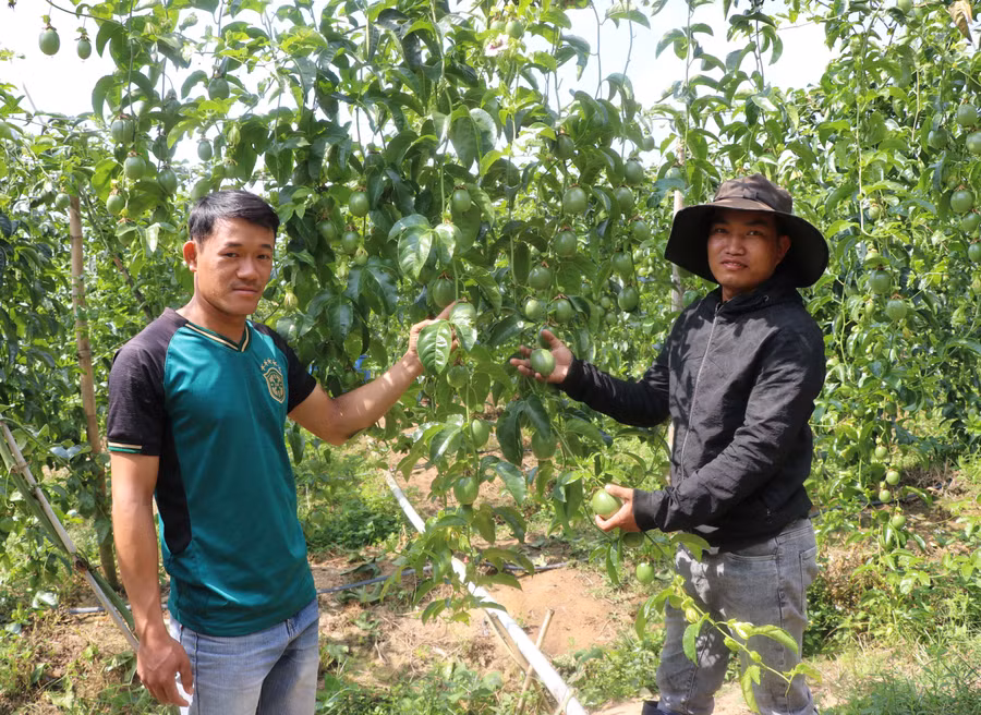 Anh Nguyễn Văn Trường (bìa phải, tổ 2, thị trấn Đak Pơ) chia sẻ kinh nghiệm trồng chanh dây cho đoàn viên, thanh niên. Ảnh: Ngọc Minh