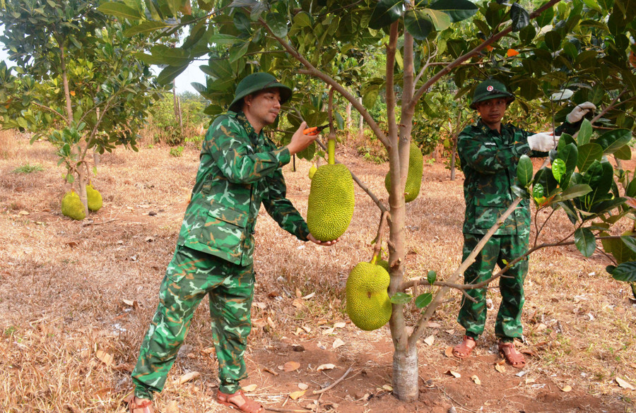 Đồn Biên phòng Ia Púch tích cực tăng gia sản xuất ảnh 4