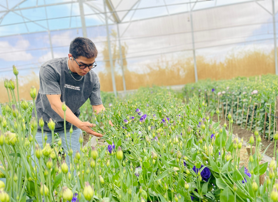 Gia đình anh Bùi Văn Trọng (thôn 4, xã An Phú) áp dụng thành công kỹ thuật trồng và chăm sóc hoa cát tường trong nhà lồng theo hướng công nghệ cao. Ảnh: Mai Ka