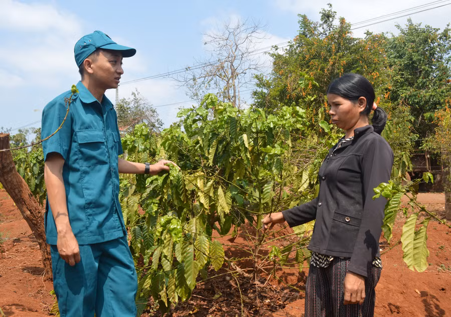 Chỉ huy trưởng Ban Chỉ huy Quân sự xã Nguyễn Xuân Hợp hướng dẫn gia đình chị Pong chăm sóc cây cà phê. Ảnh: Phương Dung