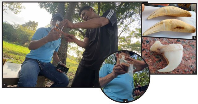 Mật gấu, nanh hổ, cao tê giác... bán trong Khu du lịch Vườn Xoài? - Ảnh 1. Nhân viên KDL Vườn Xoài giới thiệu sản phẩm mật gấu (ảnh 1), cao tê giác (ảnh 2), và nanh hổ (ảnh 3), móng hổ (ảnh 4). Ảnh: LÊ BÌNH - TRẦN DUY KHÁNH