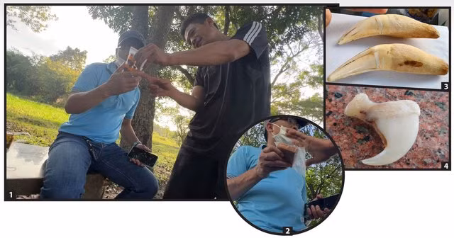 Nhân viên KDL Vườn Xoài giới thiệu sản phẩm mật gấu (ảnh 1), cao tê giác (ảnh 2), và nanh hổ (ảnh 3), móng hổ (ảnh 4). Ảnh: LÊ BÌNH - TRẦN DUY KHÁNH