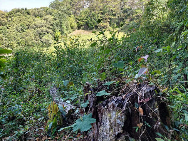 Kon Tum: Kỳ lạ lô đất giữa rừng bị rao bán - Ảnh 3. Trên diện tích này vẫn còn những gốc cây có đường kính lớn bị chặt hạ từ lâu và đã mục rỗng. Ảnh: ĐỨC NHẬT