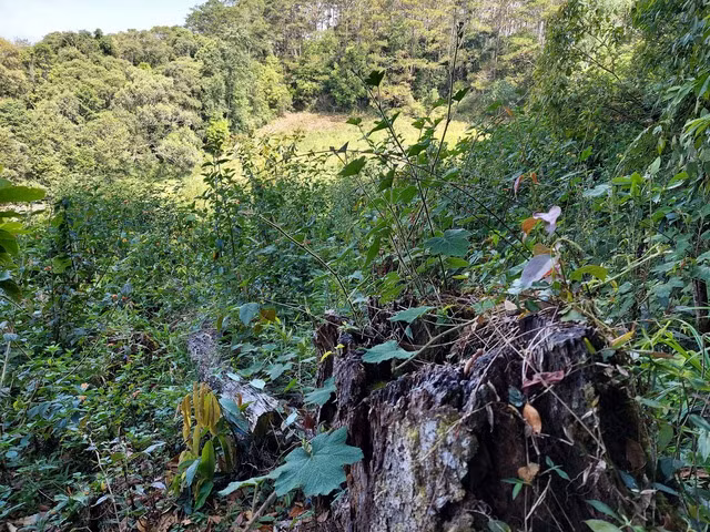 Trên diện tích này vẫn còn những gốc cây có đường kính lớn bị chặt hạ từ lâu và đã mục rỗng. Ảnh: ĐỨC NHẬT