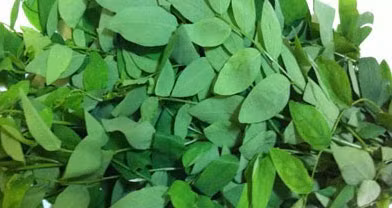 Rau ngót là một trong những loại rau xanh có lợi cho thị lực. Ảnh: Kiều Vũ