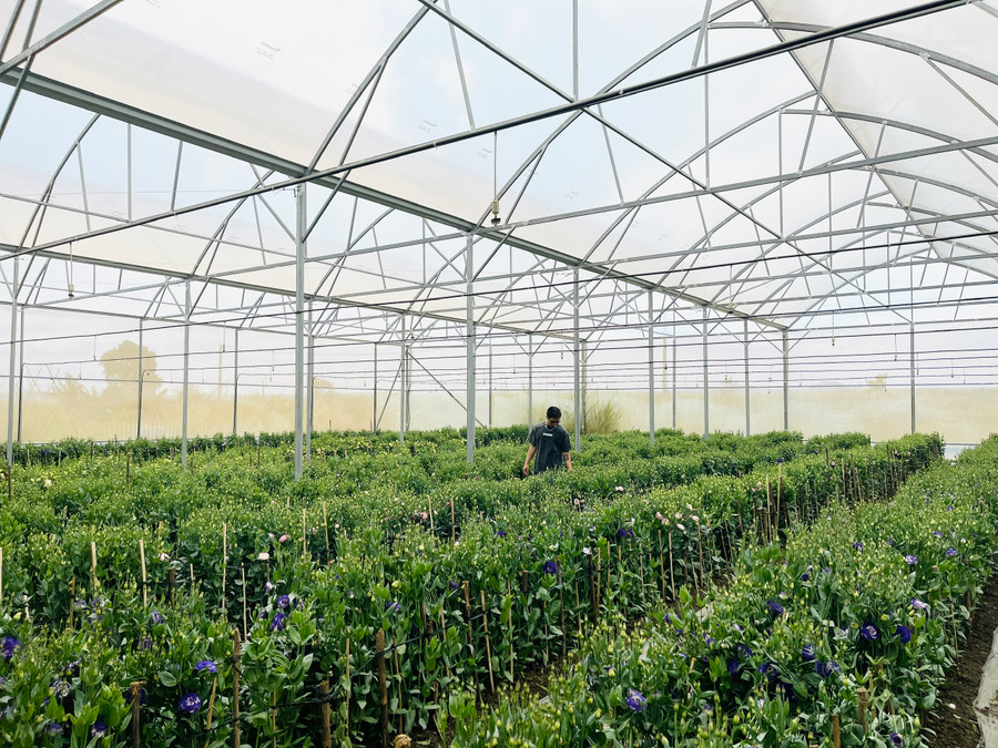 Hiện nay, việc xây dựng các mô hình sản xuất hoa, quả an toàn trong nhà lồng theo hướng công nghệ cao được nông dân đặc biệt quan tâm, ứng dụng. Ảnh: Mai Ka