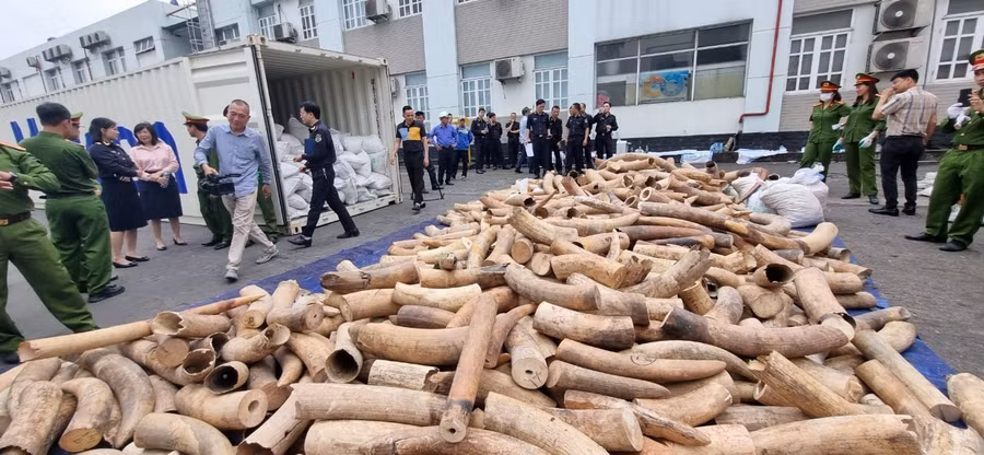 Lô hàng ngà voi nhập lậu được Hải quan Hải Phòng bắt giữ, kiểm tra sáng ngày 20.3. Ảnh: Đại An