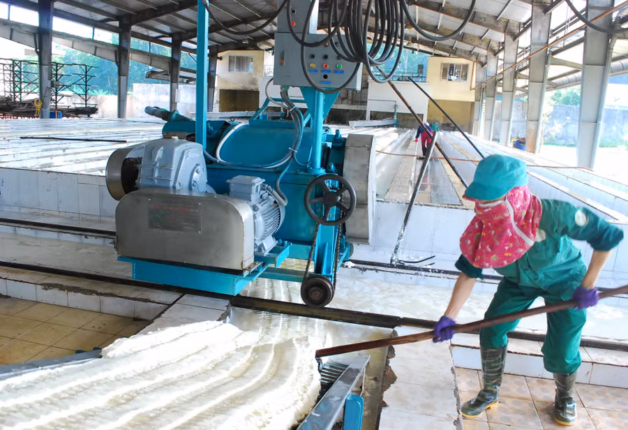 Công ty TNHH một thành viên Cao su Chư Păh đầu tư xây dựng, cải tiến công nghệ chế biến mủ để nâng cao chất lượng sản phẩm gắn với bảo vệ môi trường. Ảnh: Hồng Thương