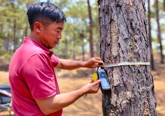 Một cây thông hàng chục năm tuổi bị phá bằng cách khoan lỗ vào thân cây và đổ hóa chất
