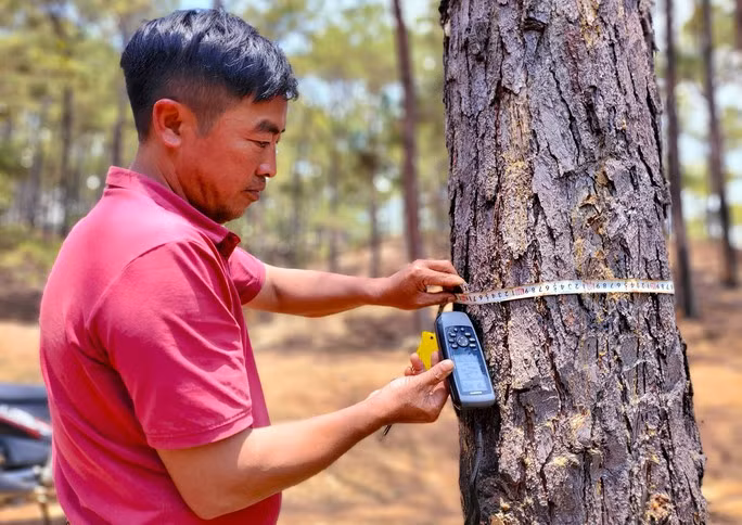 Một cây thông hàng chục năm tuổi bị phá bằng cách khoan lỗ vào thân cây và đổ hóa chất