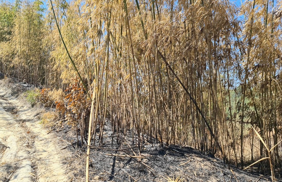 Nhiều vạt rừng lồ ô bị thiệt hại. Ảnh: Gia Bảo Nhiều vạt rừng lồ ô bị thiệt hại. Ảnh: Gia Bảo