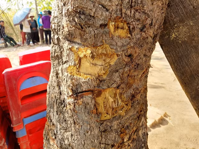 Cây xoài gần đó bị mảnh đạn băm nham nhở