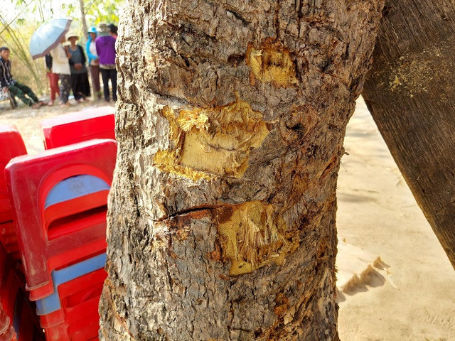 Cây xoài gần đó bị mảnh đạn băm nham nhở Cây xoài gần đó bị mảnh đạn băm nham nhở