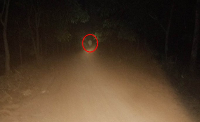 Hình ảnh voi rừng được người dân chụp lại trong đêm