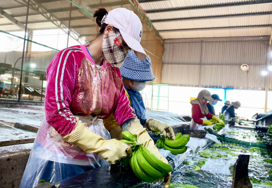 Khoảng 90% người lao động làm việc tại nhà máy của Công ty cổ phần Nông nghiệp công nghệ cao Hưng Sơn là người dân tộc thiểu số ở huyện Đak Đoa. Ảnh: Hà Duy