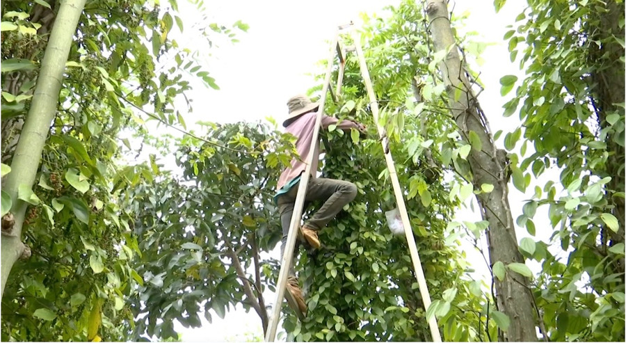 Người dân Đắk Lắk thu hái tiêu. Ảnh: Bảo Trung Người dân Đắk Lắk thu hái tiêu. Ảnh: Bảo Trung