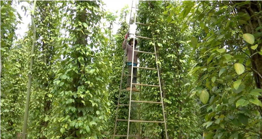 Trong quá trình thu hái, nhiều người không mang đồ bảo hộ, dụng cụ cũng rất sơ sài. Ảnh: Bảo Trung Trong quá trình thu hái, nhiều người không mang đồ bảo hộ, dụng cụ cũng rất sơ sài. Ảnh: Bảo Trung