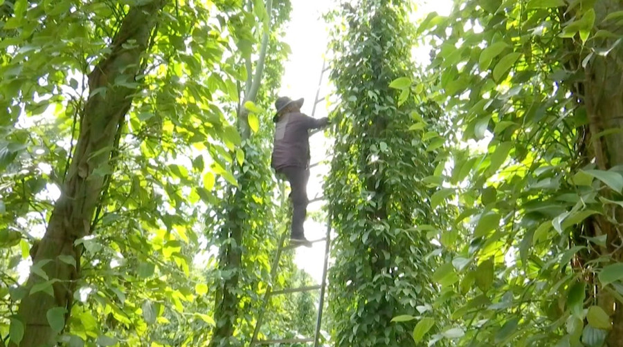 Tai nạn trong quá trình hồ tiêu thường xuyên xảy ra ở Đắk Lắk. Ảnh: Bảo Trung Tai nạn trong quá trình hồ tiêu thường xuyên xảy ra ở Đắk Lắk. Ảnh: Bảo Trung