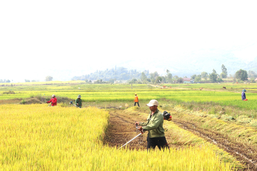 Người dân làng Đê Chơ Gang (xã Phú An, huyện Đak Pơ) thu hoạch lúa Đông Xuân gieo sạ sớm. Ảnh: Ngọc Minh Người dân làng Đê Chơ Gang (xã Phú An, huyện Đak Pơ) thu hoạch lúa Đông Xuân gieo sạ sớm. Ảnh: Ngọc Minh