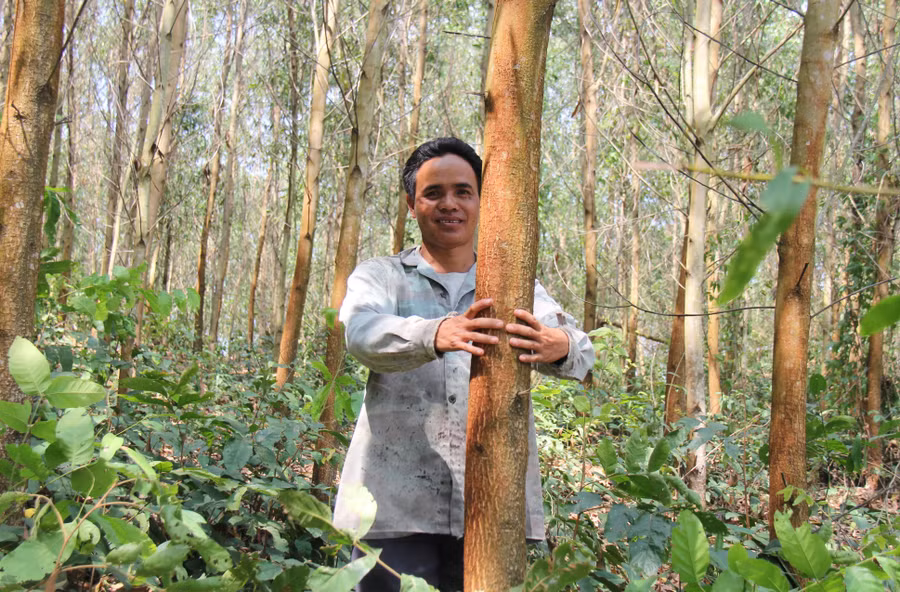 Anh Đinh Hoạch tạm ngưng thu hoạch 1 ha keo lai trồng năm 2018 để chờ giá lên cao hơn. Ảnh: Thiên Di