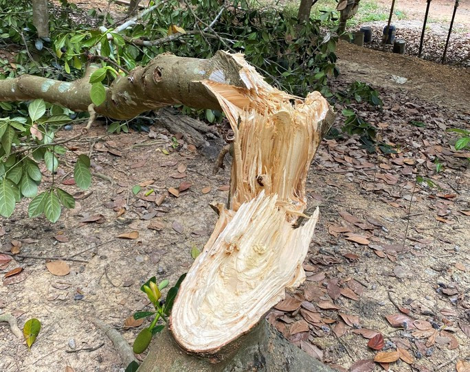 Dấu vết nghi voi rừng quật gãy một cây mít của người dân