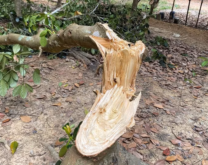 Dấu vết nghi voi rừng quật gãy một cây mít của người dân