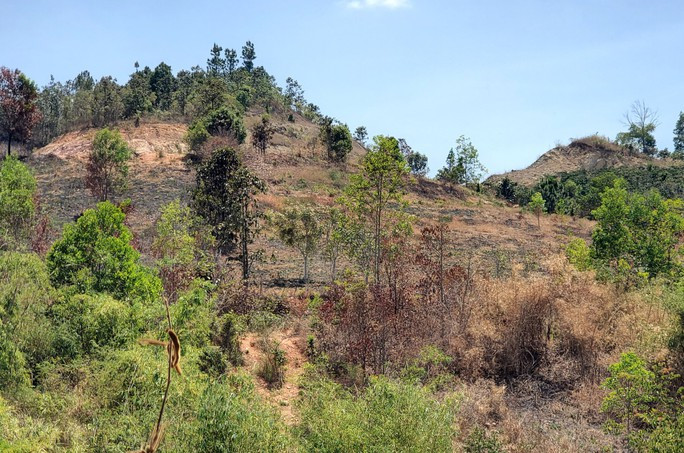 Công ty Hoàng Thịnh có vốn đăng ký kinh doanh chỉ 15 tỉ đồng nhưng thực hiện dự án có vốn đầu tư 60 tỉ đồng, phải bồi thường hơn 70 tỉ đồng tài nguyên rừng. Ảnh minh họa