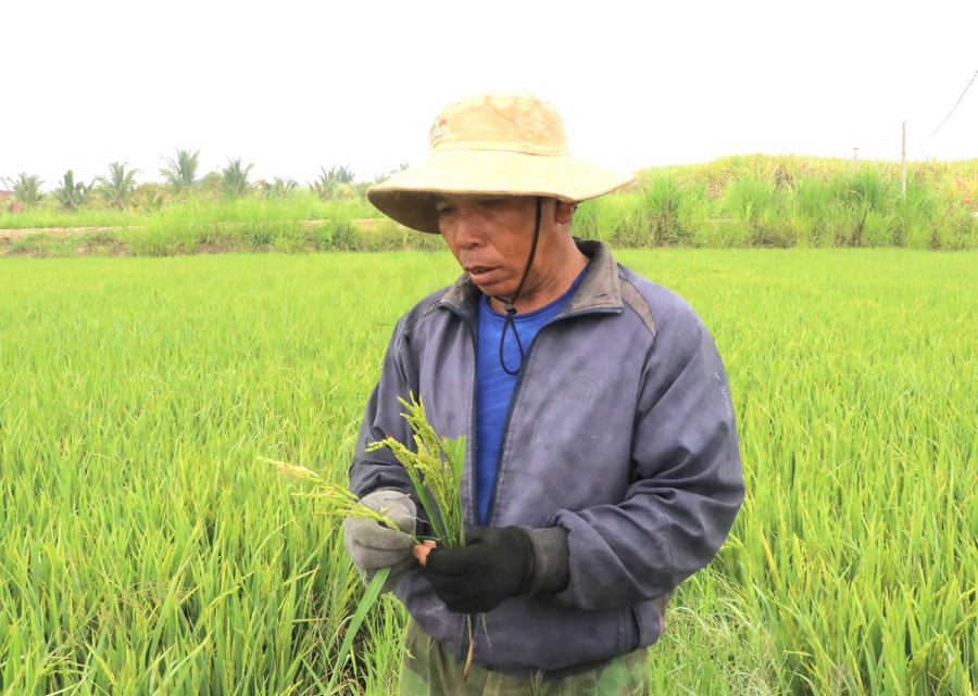 Do ảnh hưởng thời tiết giá rét, ruộng lúa của ông Nguyễn Đức Hanh (thôn 2, xã Đak Hlơ, huyện Kbang) chậm phát triển, bông có nhiều hạt lép. Ảnh: Ngọc Minh Do ảnh hưởng thời tiết giá rét, ruộng lúa của ông Nguyễn Đức Hanh (thôn 2, xã Đak Hlơ, huyện Kbang) chậm phát triển, bông có nhiều hạt lép. Ảnh: Ngọc Minh