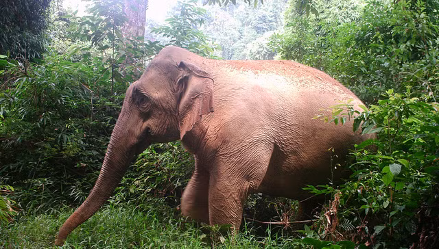 Voi rừng ở xã Phúc Sơn (H.Anh Sơn, Nghệ An), thuộc Vườn quốc gia Pù Mát