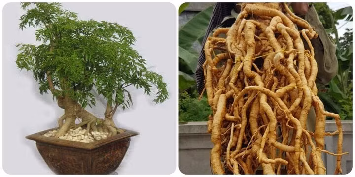 Rễ đinh lăng rất tốt cho sức khoẻ