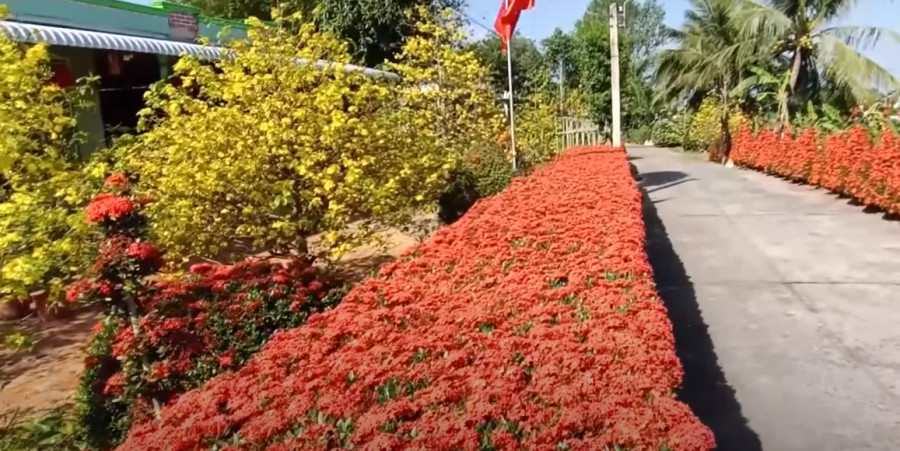 Nhà anh Phước có vườn mai nở vàng rực và dàn bông trang nở tuyệt đẹp Nhà anh Phước có vườn mai nở vàng rực và dàn bông trang nở tuyệt đẹp