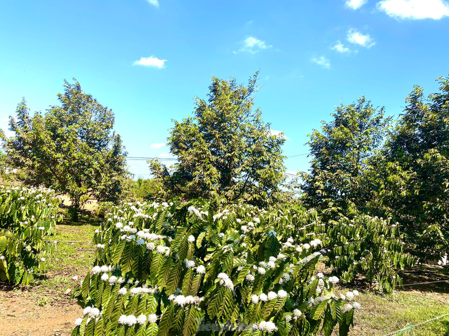 Sau khi thu hoạch quả xong, người nông dân thường tưới nước cho cây cà phê để hoa nở và phục hồi cây. Đây cũng là thời điểm mùa hoa cà phê khoe sắc ở Tây Nguyên. Sau khi thu hoạch quả xong, người nông dân thường tưới nước cho cây cà phê để hoa nở và phục hồi cây. Đây cũng là thời điểm mùa hoa cà phê khoe sắc ở Tây Nguyên.