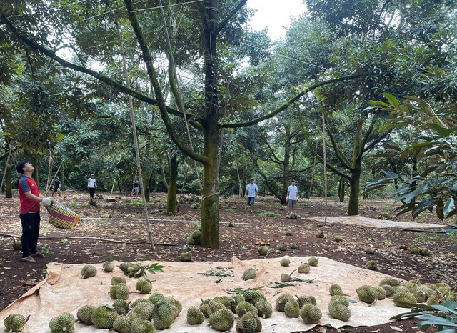 Sầu riêng tăng giá đã đưa hàng ngàn nông dân ở Đắk Lắk trở thành "tỉ phú" Sầu riêng tăng giá đã đưa hàng ngàn nông dân ở Đắk Lắk trở thành "tỉ phú"