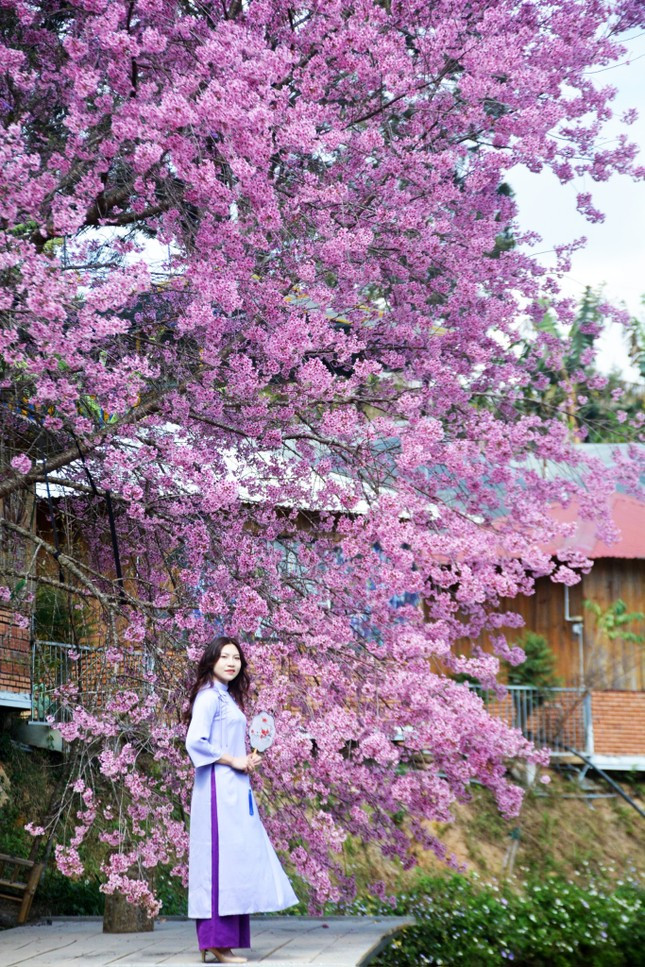Khung cảnh như ở xứ sở hoa đào Nhật Bản