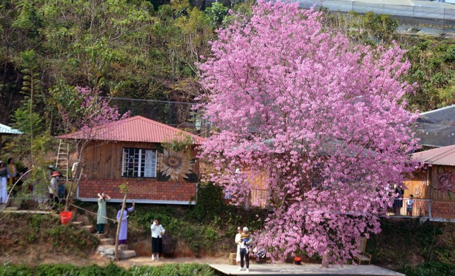 Nhiều người xếp hàng, chờ đến lượt check-in bên cây mai anh đào
